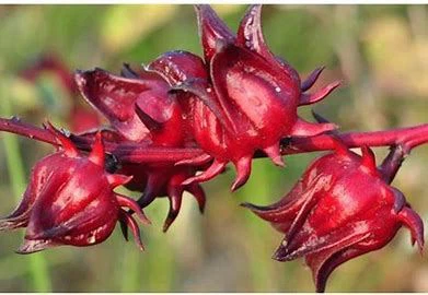 hibiscus sabdariffa extract anthocyanins