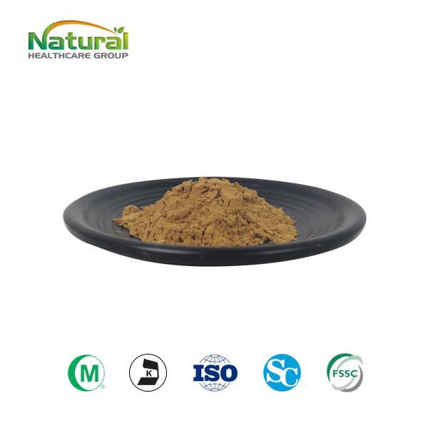 Ginkgo biloba lehtede pulber